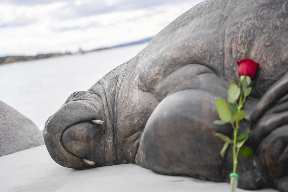 A rose is placed next to the sculpture of the walrus 'Freya' in Oslo, Norway, Saturday, April 29, 2023. The walrus Freya was euthanized by the Directorate of Fisheries in August 2022. The reason was that the public did not follow the recommendations from the authorities to keep their distance from the 600-kilogram animal. (Annika Byrde/NTB Scanpix via AP)