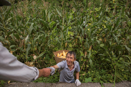 A farmer is offered a cigarette from a villager while working in a corn field next to the Zhougong River near Ya'an in Sichuan province, China August 4, 2018. REUTERS/Damir Sagolj