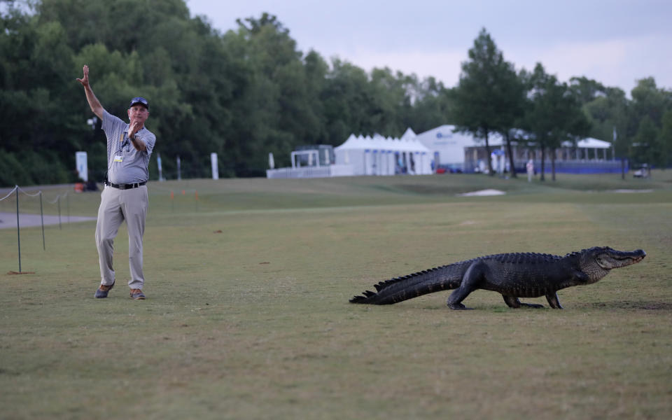 Course marshal Bart Dornier gestures to golfers to walk around "Tripod", a resident 3-legged alligator, as he crosses the 18th fairway during the first round of the PGA Zurich Classic golf tournament at TPC Louisiana in Avondale, La., Thursday, April 25, 2019. (AP Photo/Gerald Herbert)