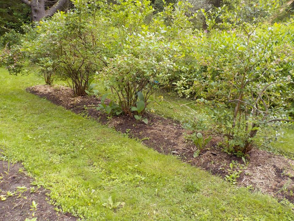 Blueberry bushes do best in a row that runs east to west instead of north to south, so they won't shade one another.