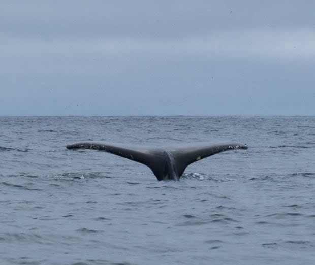 The 2021 season has been successful for frequency whale sightings. The whale boat season usually lasts from June to September.   (Submitted by Capelin Creations - image credit)