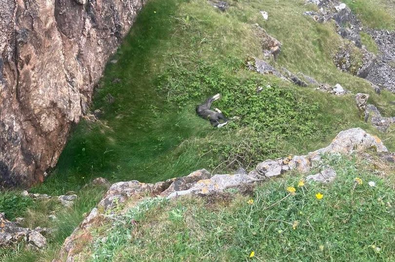 Rob rescued a foal that had fallen down the cliff earlier this month