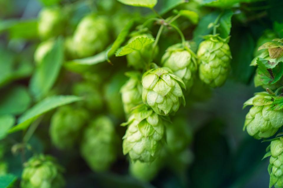 close up of hops in flower