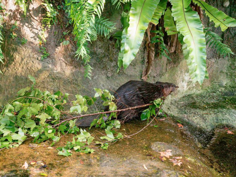 ▲帶有嫩綠樹葉的樹枝是河狸的最愛。（圖／臺北市立動物園授權提供）