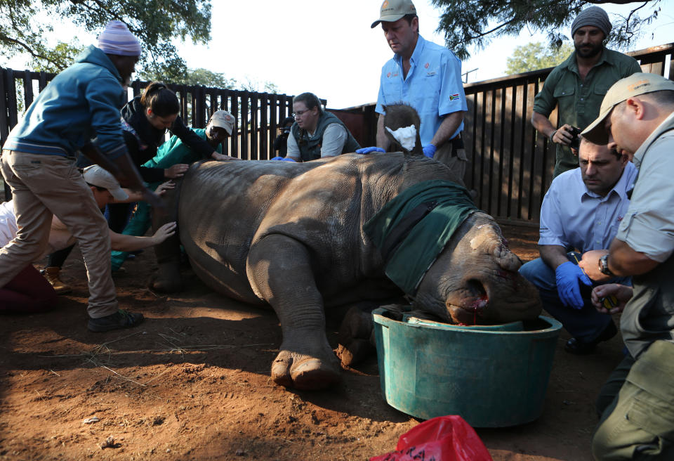 Un rinoceronte desconado por cazadores furtivos es atendido en Bela Bela, Sudáfrica, en 2016 (AP/Denis Farrell)