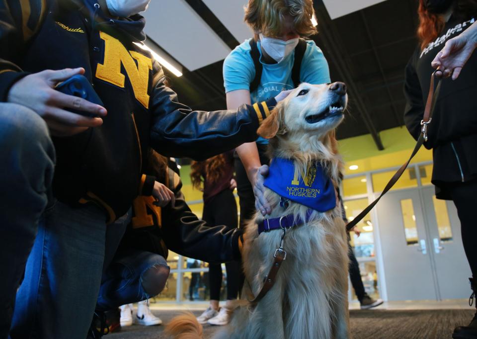 Ferris, a golden retriever from The Blue Water Therapy Dog Club sits as he's pet by students in the hallway at Port Huron Northern High School on Wednesday, Jan. 19, 2022.
