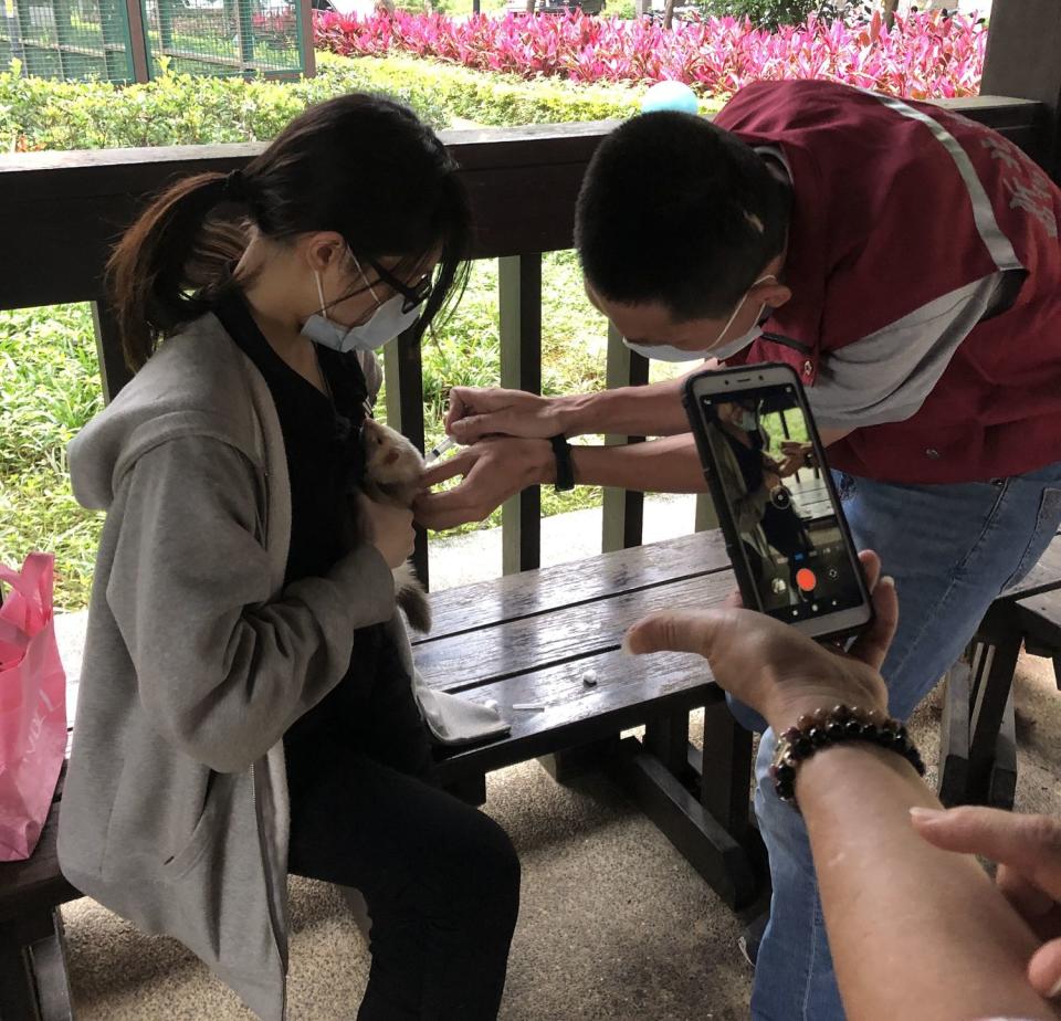 110年林口區力行寵物公園巡迴注射，幫民眾飼養的雪貂施打狂犬病疫苗。   圖：新北市動保處提供