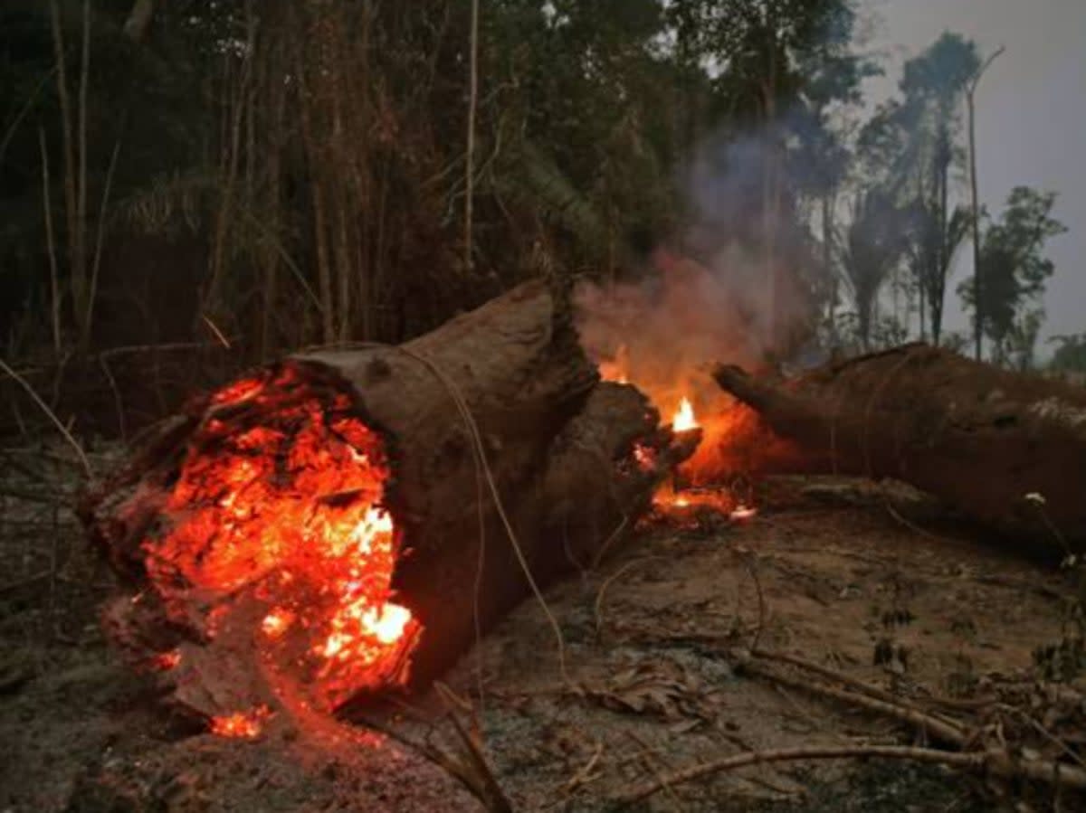 Fires have been started to make way for crops for livestock for the beef industry (AFP via Getty Images)