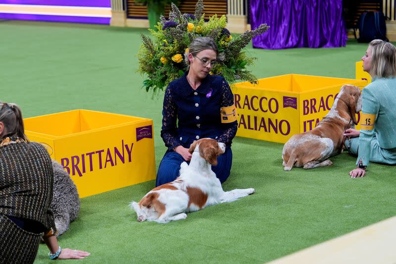 Dogs take part in the sporting group competition at the 148th Westminster Kennel Club dog show, Tuesday, May 14, 2024, at the USTA Billie Jean King National Tennis Center in New York. | Julia Nikhinson