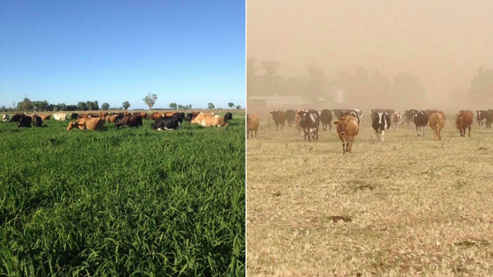 When the family moved to their Myrtle Park farm it was ‘lush and green’. Photo: Supplied/Kim Ewert