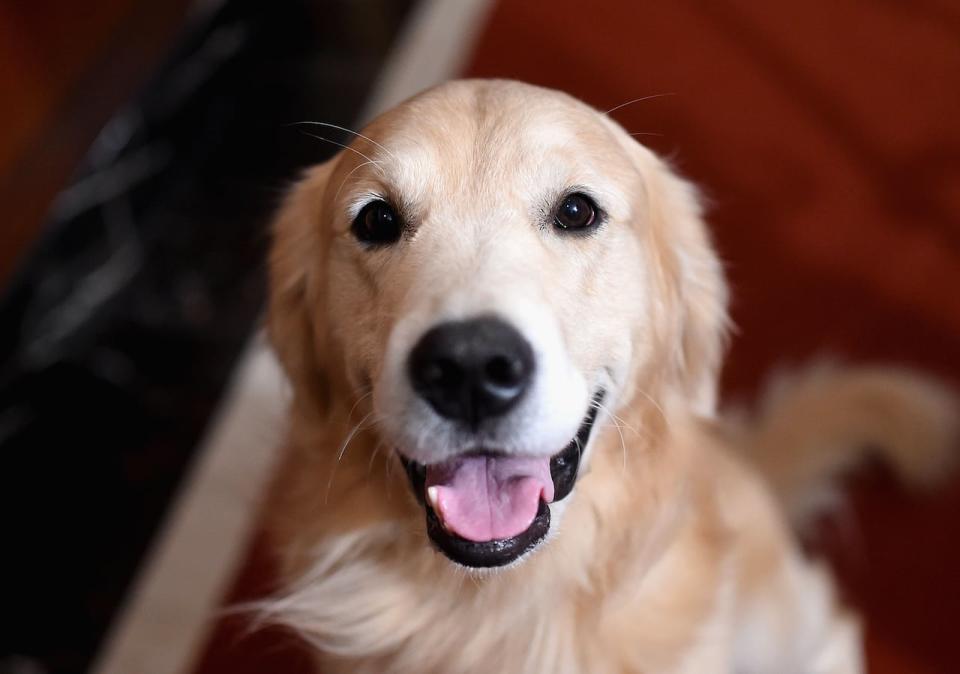 A golden retriever similar to the dog in this file photo will be split evenly between its two owners, according to a first-of-its-kind B.C. Supreme Court pet custody ruling.  (Jamie McCarthy/Getty Images - image credit)