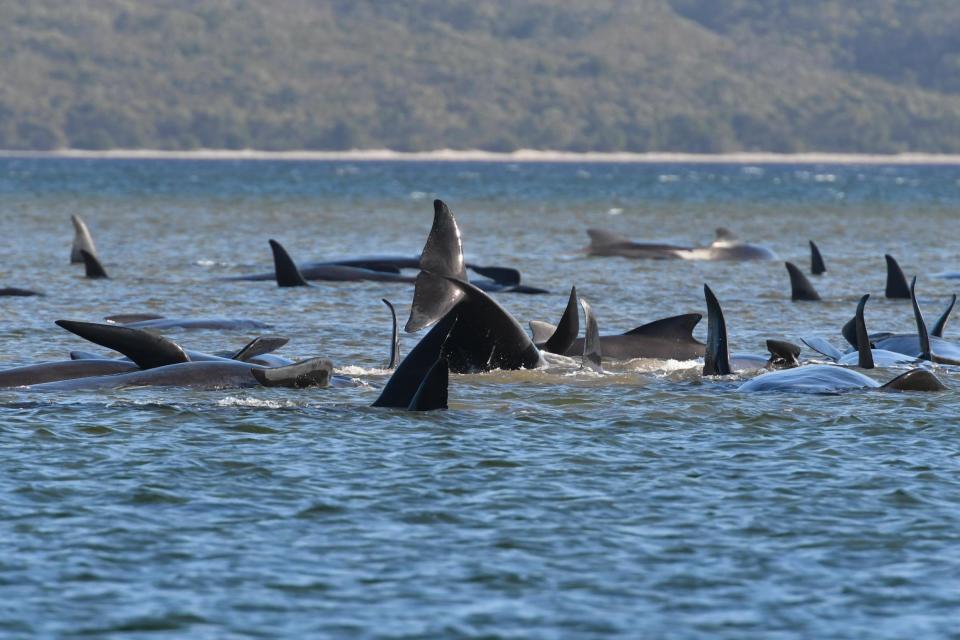 Hundreds of pilot whales were seen stranded on a sand bar in Strahan, Australia: Getty Images