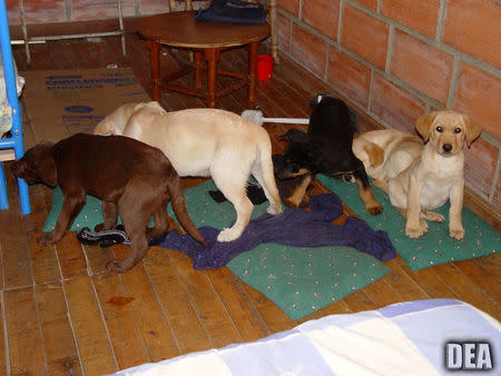 FILE PHOTO: Drug Enforcement Administration photo shows puppies as DEA announces an indictment charging Andres Lopez Elorez with conspiring to import and distribute heroin into the U.S. by surgically implanting these puppies with liquid heroin 12 years ago, in this image released in New York, U.S., on May 1, 2018. DEA/Handout via REUTERS/File Photo