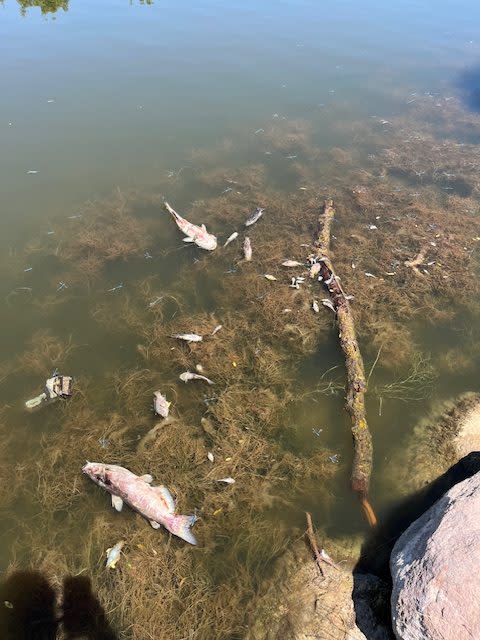 Biologists with the Utah Division of Wildlife Resources responded to Cove Pond in Herriman, Utah, on June 24, 2024. Officials estimated that there were roughly 500 dead fish in the pond. (Utah Division of Wildlife Resources)