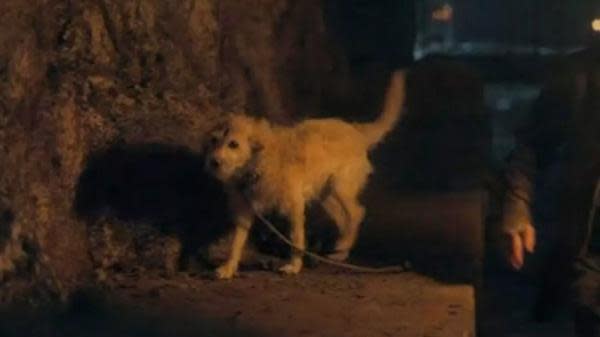 Perrito de 'La Casa del Dragón' (imagen: HBO)