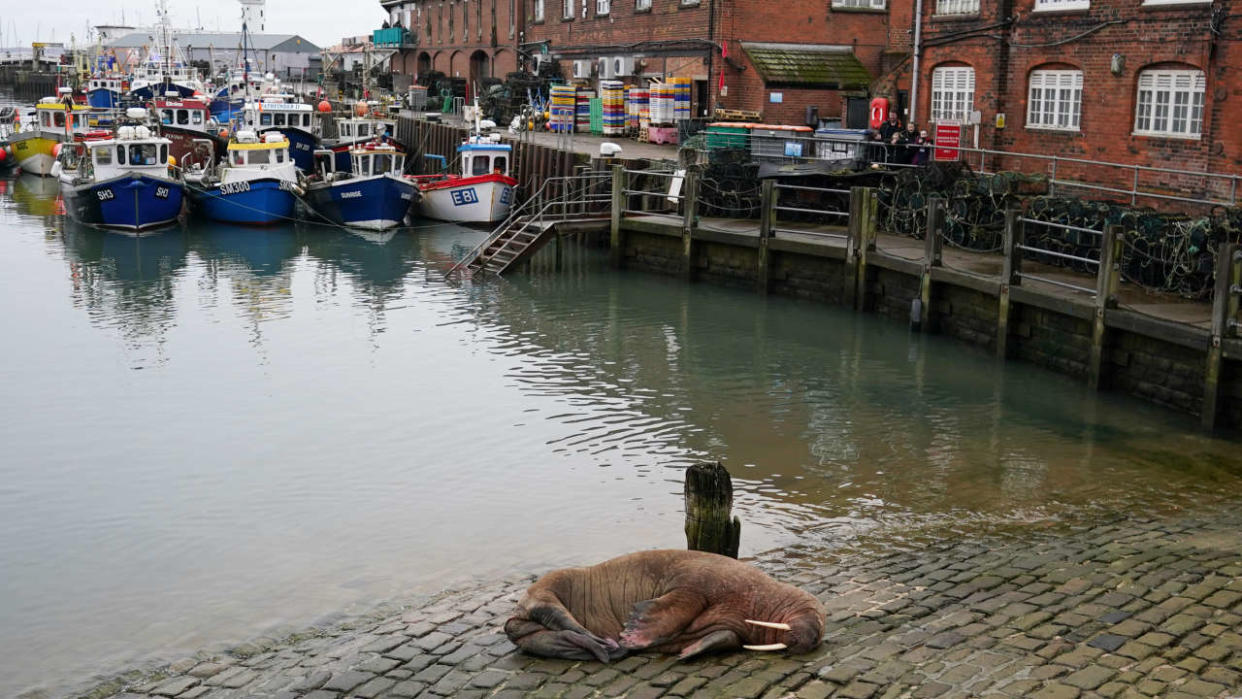 SCARBOROUGH, ENGLAND - DECEMBER 31: A walrus is spotted resting in Scarborough Harbour on December 31, 2022 in Scarborough, England. The Arctic mammal is believed to be 'Thor',  an adolescent male first spotted off the Hampshire coast earlier this year. (Photo by Ian Forsyth/Getty Images)