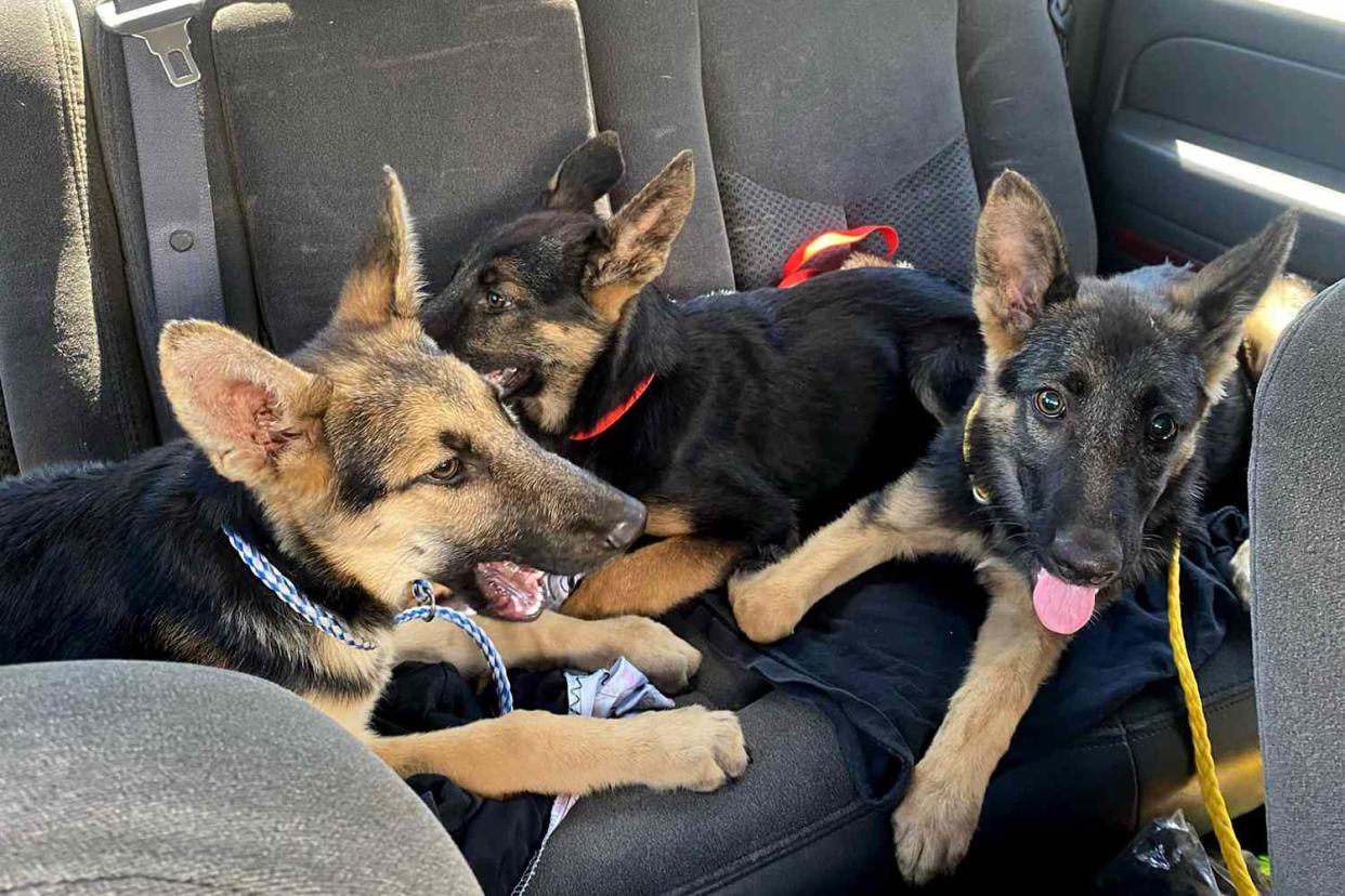 <p>Carolyn Castro</p> Three abandoned German shepherd puppies after their rescue from a California dumpster