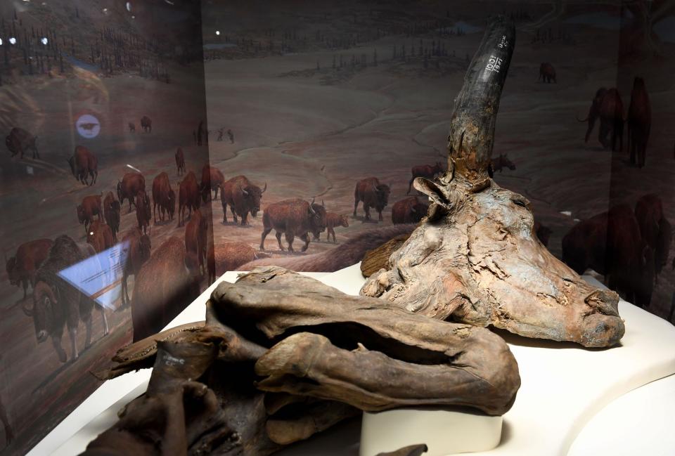 The mummified skull of an extinct bison behind a glass case at the Smithsonian Institution's National Museum of Natural History