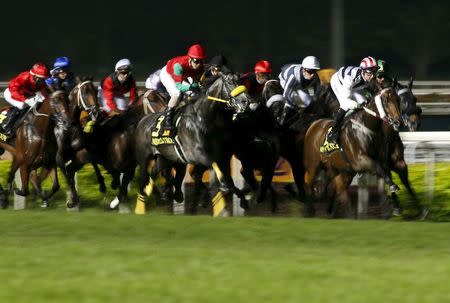 Australian jockey Tommy Berry (white stripes) rides Dan Excel to victory during the Singapore Airlines International Cup horse race at the Singapore Turf Club May 17, 2015. REUTERS/Edgar Su