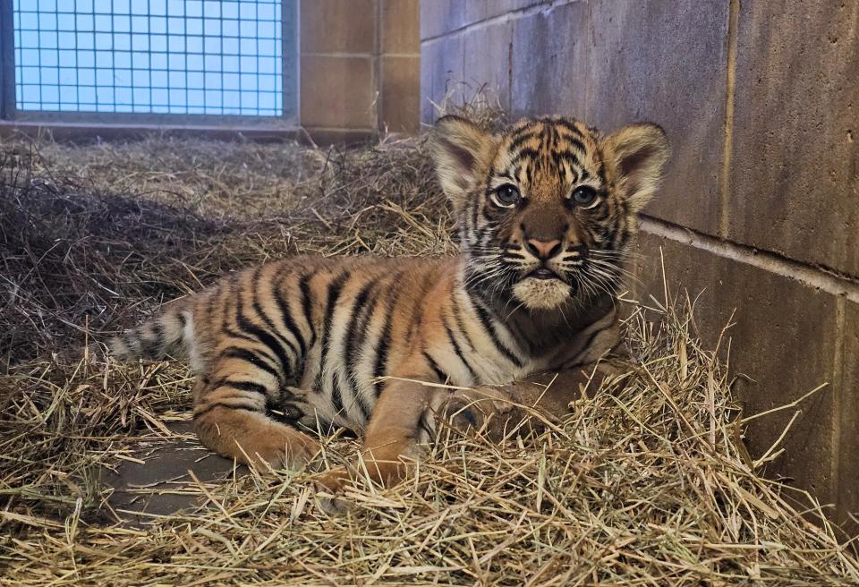 Mina and her siblings Machli and Beppy — critically endangered Malayan tiger cubs — born at the Jacksonville Zoo and Gardens on Nov. 5, 2023, are the most recent species survival success story at the zoo.