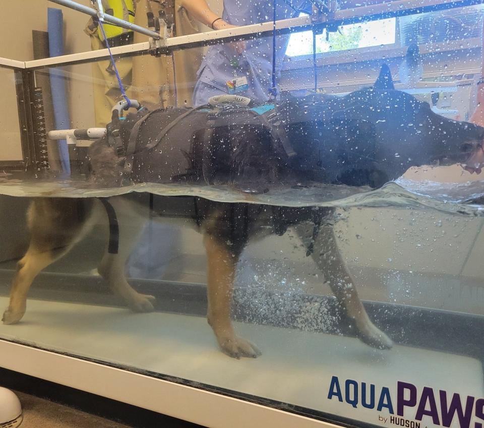 K9 Bane is participating in weekly hydrotherapy — as pictured here — along with acupuncture treatments.
