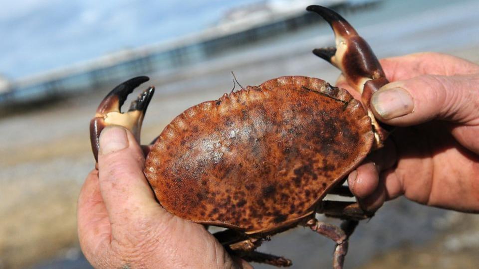 Eastern Daily Press: Cromer crab Picture: Antony Kelly