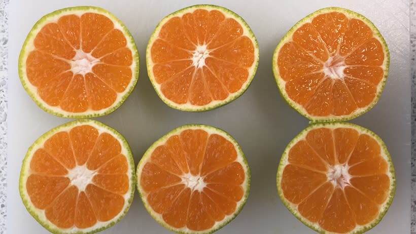 The green satsumas are just as juicy and sweet as normal orange-coloured ones, says Tesco (Tesco)