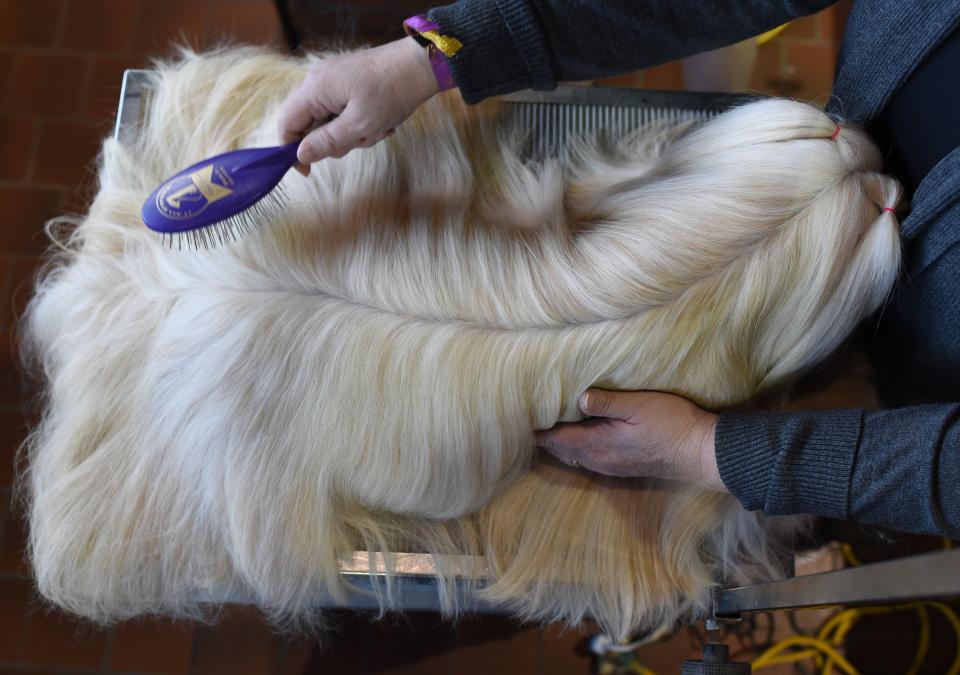 A Lhasa Apso is seen in the benching area during Day One of competition at the Westminster Kennel Club 141st Annual Dog Show in New York on February 13, 2017.