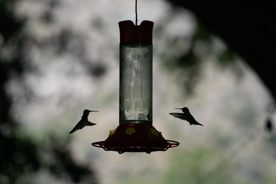 Hummingbirds feed at Rick Taylor’s home in East Whitetail Canyon near Portal, Arizona.