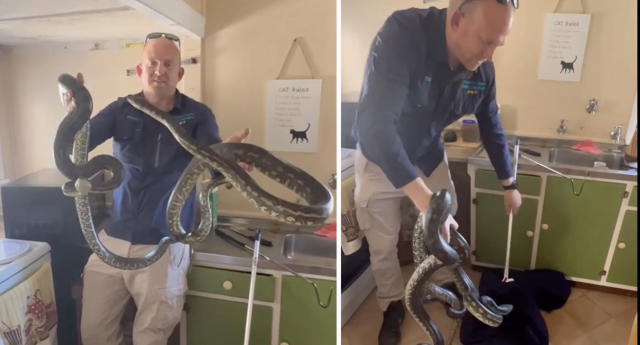 Snake catcher Stuart McKenzie finds social media stardom in unexpected  career 