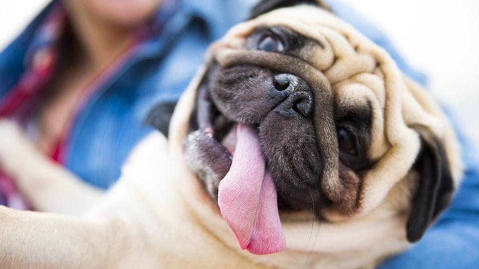 Pug en brazos de una persona sacando la lengua