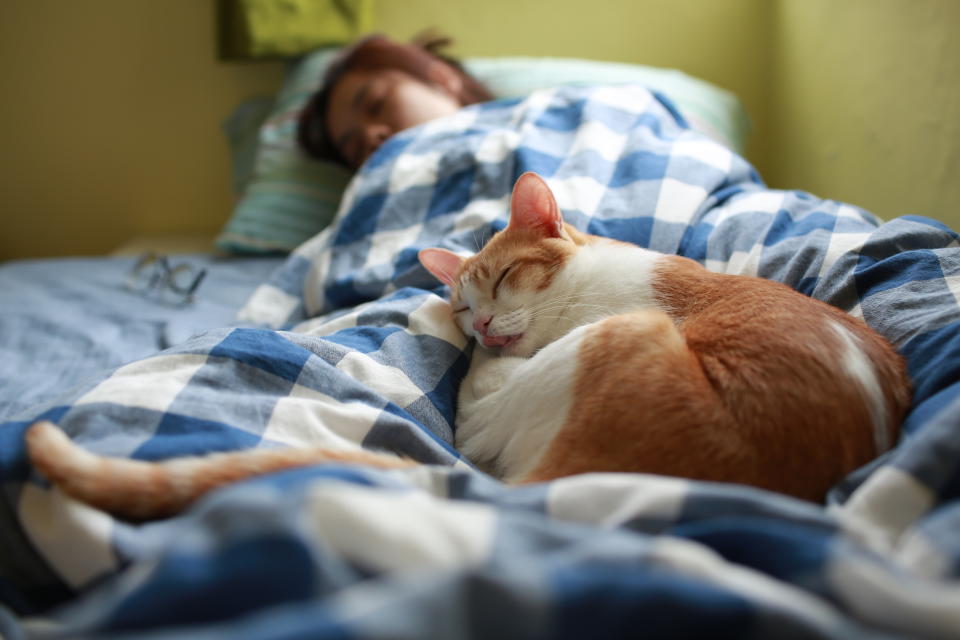 獸醫師林子軒分享「超準貓行為小測驗」，分析貓咪睡覺位置背後的意義，測驗結果曝光後逗笑一票網友。（示意圖，非圖片當事人。圖片來源：Getty Creative）