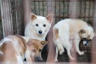 <p>Small dogs wait to be rescued from a dog meat farm in Chungcheongnamdo, South Korea. Humane Society International came to an agreement with the farmer to shut down his business and transported all 103 dogs to the United States. The operation is part of HSI ‘s efforts to fight the dog meat trade throughout Asia. In South Korea, the campaign includes working to raise awareness among Koreans about the plight of meat dogs, no different from the animals more and more of them are keeping as pets. (Manchul Kim/AP Images for Humane Society International) </p>