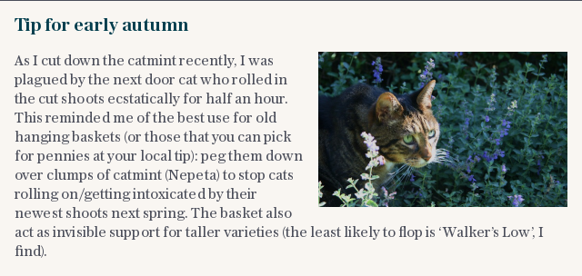 Tip for early autumn