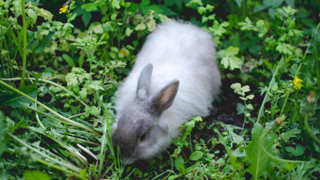 How to Give Your Rabbit the Best Care Possible - PetHelpful