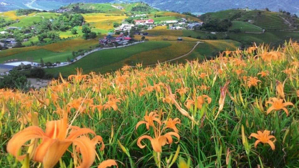 六十石山金針花海。（中華旅行社提供）