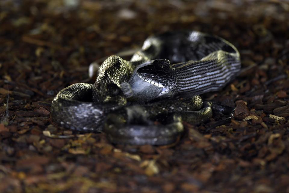 A rat snake eats a squirrel at the Par 3 course during a practice round of the 2019 Masters Tournament held in Augusta, GA at Augusta National Golf Club on Wednesday, April 10, 2019.