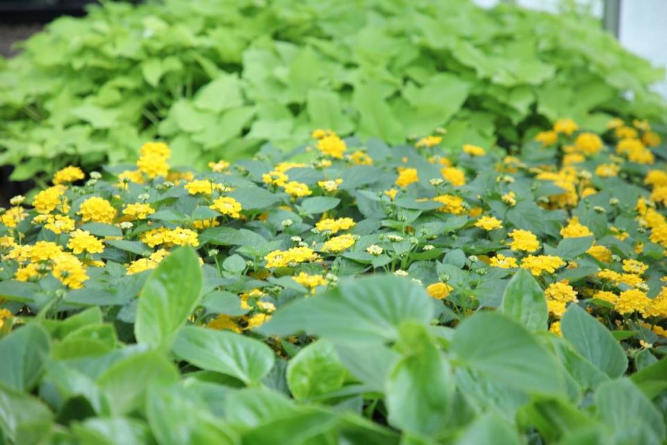 Flowers being grown in the greenhouse at the Lexington Cemetery in Lexington, Ky on May 9, 2024.