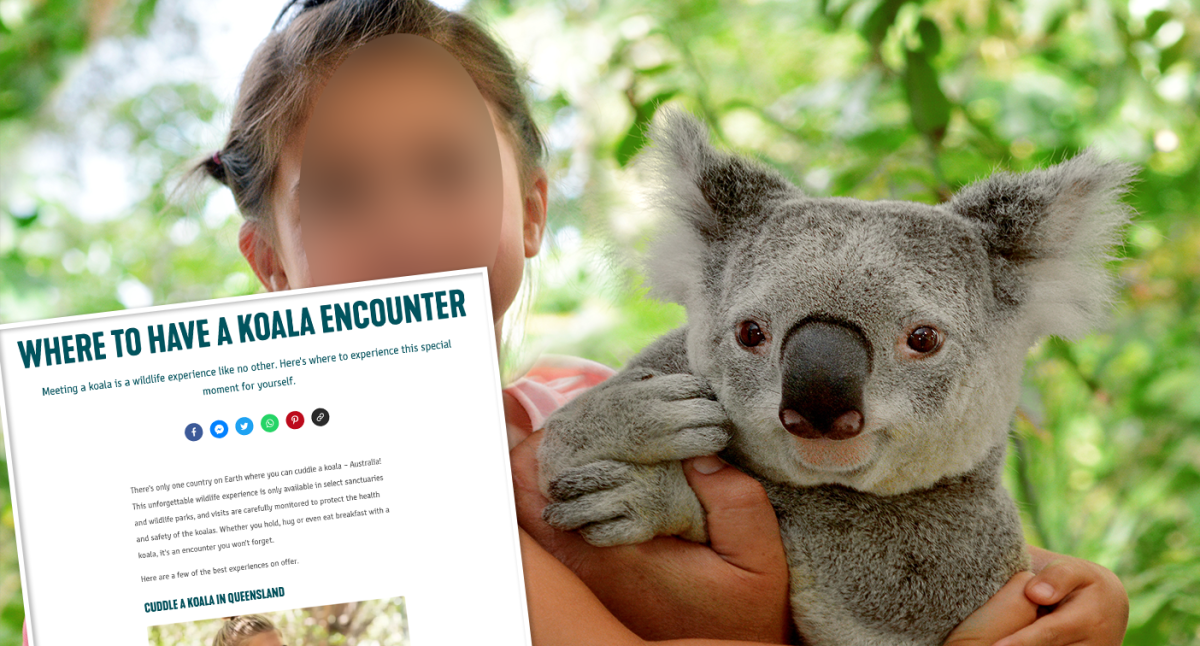 Tourists urged to avoid 'forced' koala experiences at Aussie zoos