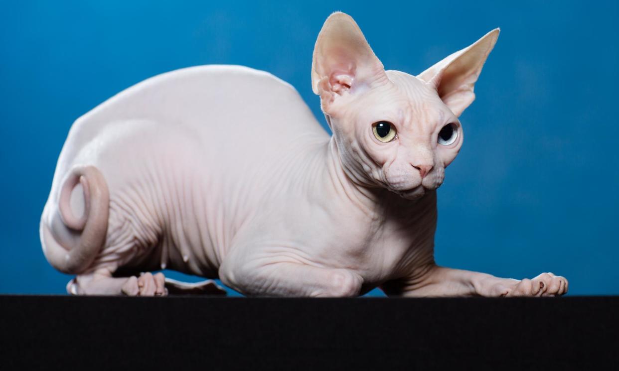 <span>Sphynx cat. Study of which cats have longest and shortest lifespan will give prospective owners more power, says expert.</span><span>Photograph: Teri Pengilley/The Guardian</span>
