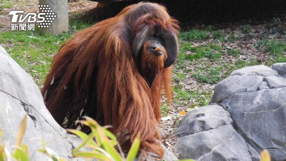 亞特蘭大動物園爆發猩猩群聚感染（示意圖／達志影像美聯社）