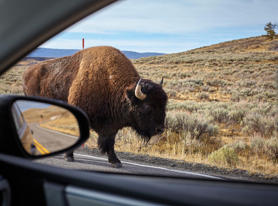 Sicherer ist die Begegnung mit den gewaltigen amerikanischen Bisons aus dem Auto. (Symbolbild: Getty)