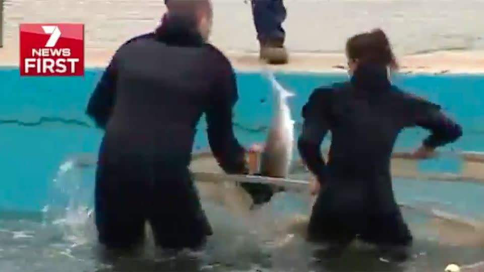 The juvenile shark was eventually rescued and placed back in the ocean. Source: 7 News