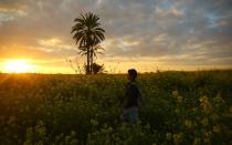 <p>A young boy walks amidst wild mustard flowers, which grow in fields across the Gaza Strip during spring.</p>