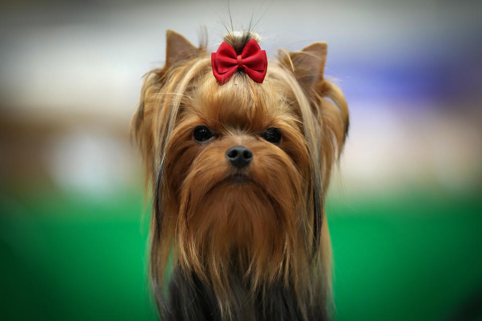 BIRMINGHAM, ENGLAND - MARCH 07: A Yorkshire terrier waits to go in the show ring during Crufts at the National Exhibition Centre on March 07, 2024 in Birmingham, England. Over 24,000 dogs from 220 different breeds take part in Crufts 2024 with hundreds of the most agile and athletic dogs competing in different competitions including agility and flyball and, new for this year, Hoopers - a low-impact and inclusive activity for dogs and owners. The event culminates in the  Best in Show 2024 trophy, awarded on Sunday night. (Photo by Christopher Furlong/Getty Images)