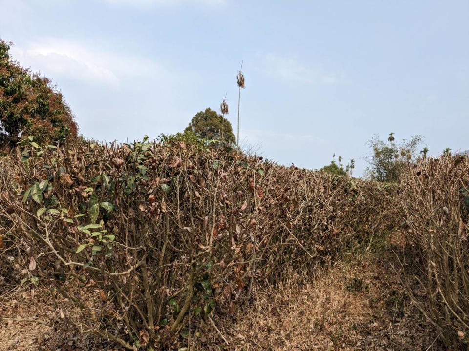 坡地茶樹缺水到整株死亡。（圖片提供／農糧署）