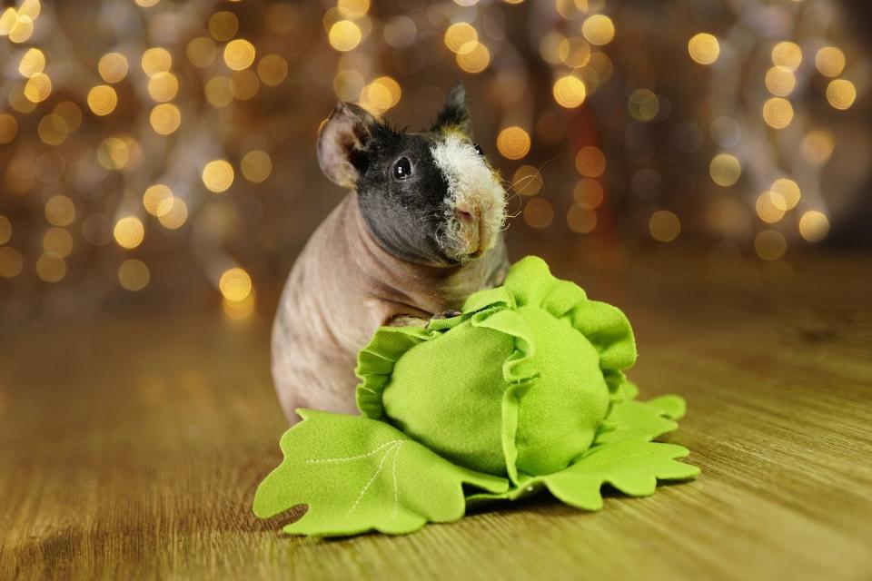 skinny guinea pig