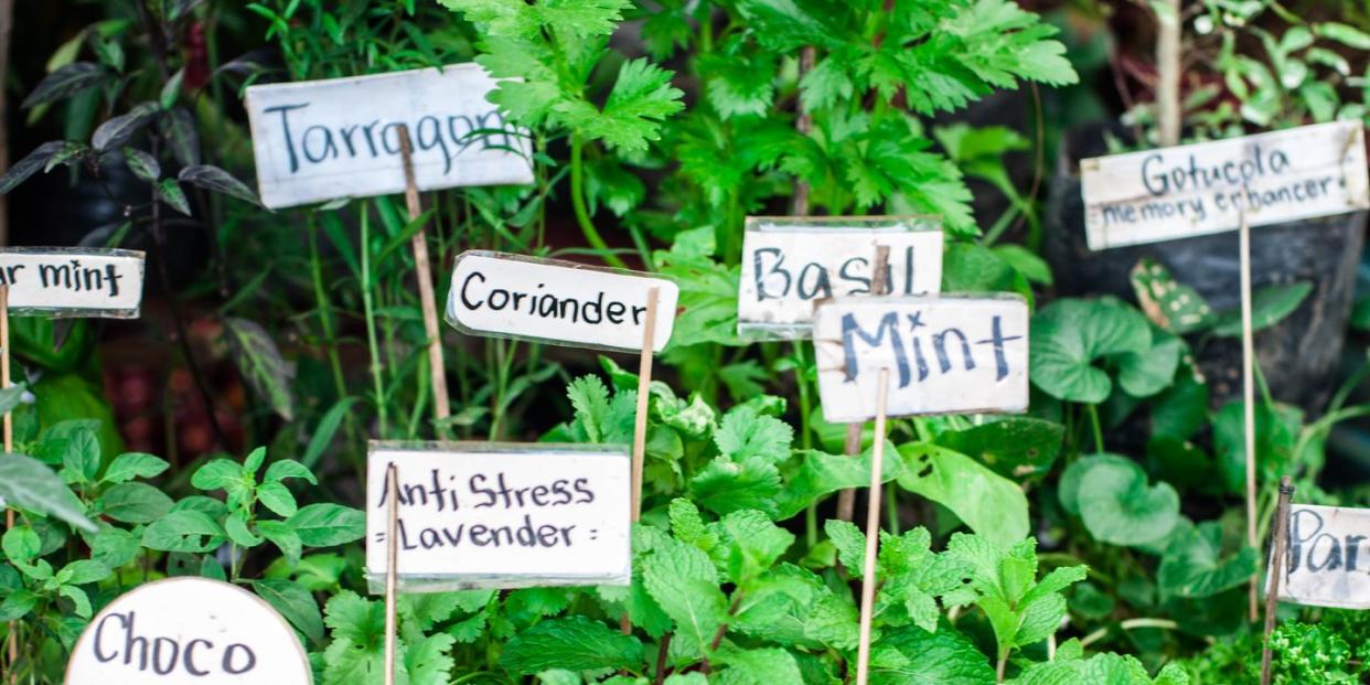 variety of herbs in the garden