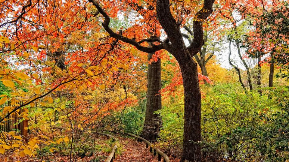 Autumn at the Brooklyn Botanic Gardens, New York