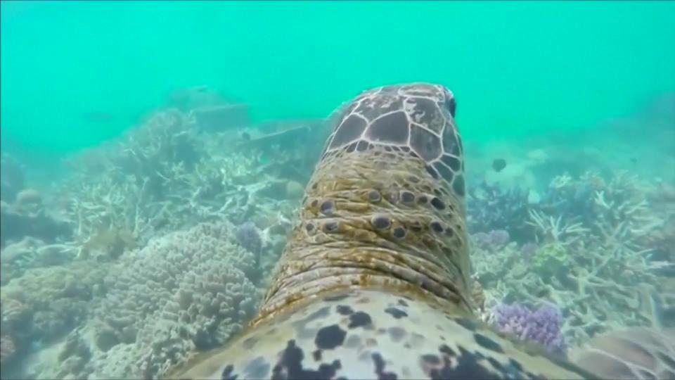 A Sea Turtle Shows His Perspective on the Great Barrier Reef